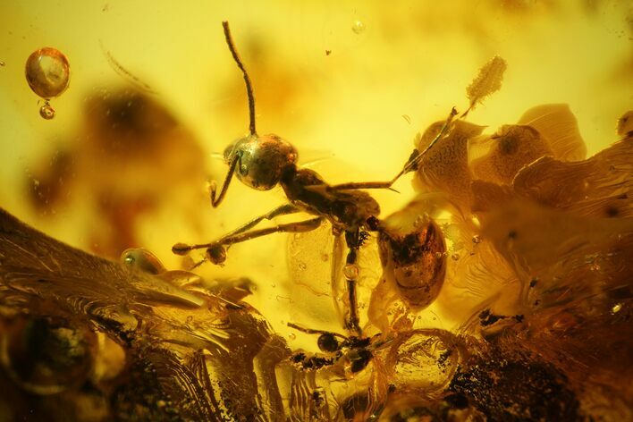 Detailed Fossil Ant and Springtail in Baltic Amber #173670